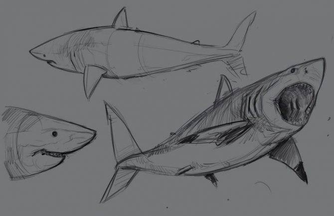 Как нарисовать акулу поэтапно карандашом для детей