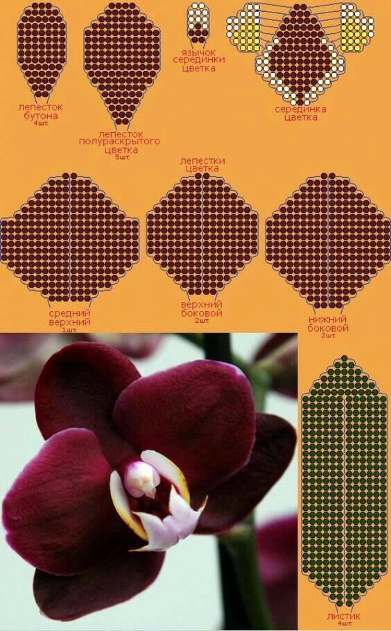 Орхидея из бисера: видео, фото, схемы плетения с объяснениями и мастер-классы
