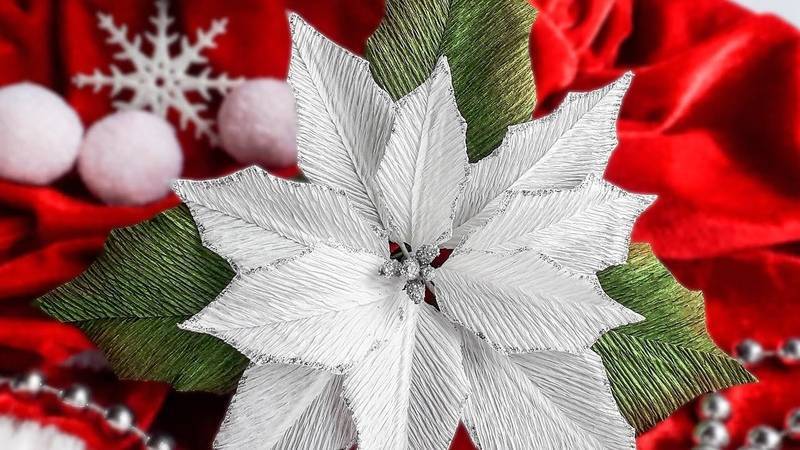 Рождественская звезда — цветок пуансеттия