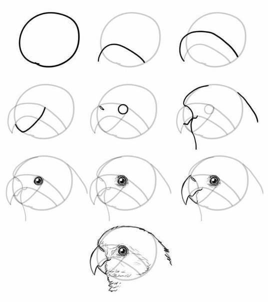Как нарисовать ворону: поэтапно, карандашом для детей, схемы для начинающих, рисунки (голова, глаз, клювик, перья), видеоурок