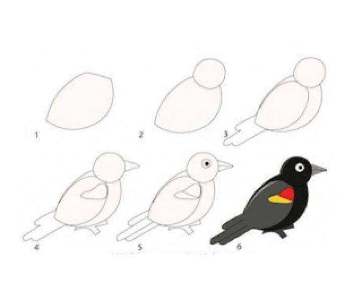 Поэтапный рисунок птицы карандашом: детям понравится