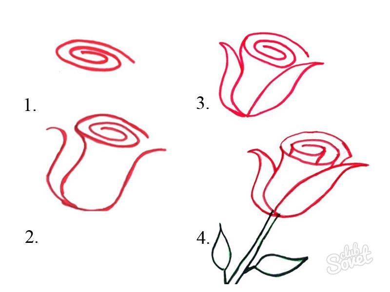 Как нарисовать розу карандашом? поэтапный урок для начинающих