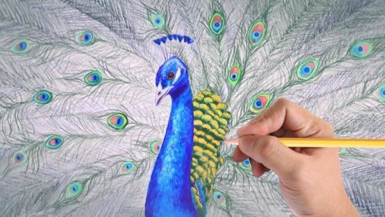 Как нарисовать птицу: поэтапное описание для начинающих, схемы создания красивого рисунка птицы в полете и на ветке