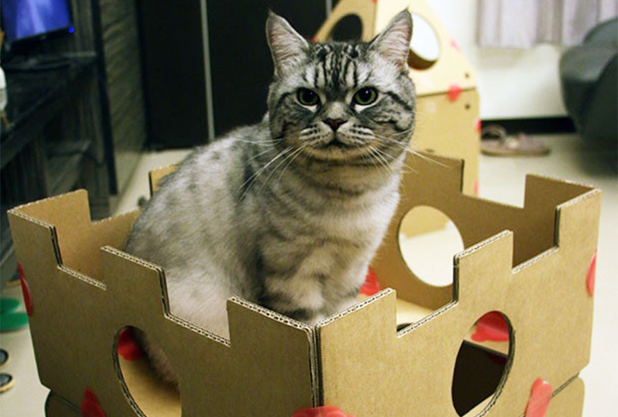 Как сделать игрушку для кота: от простого к сложному