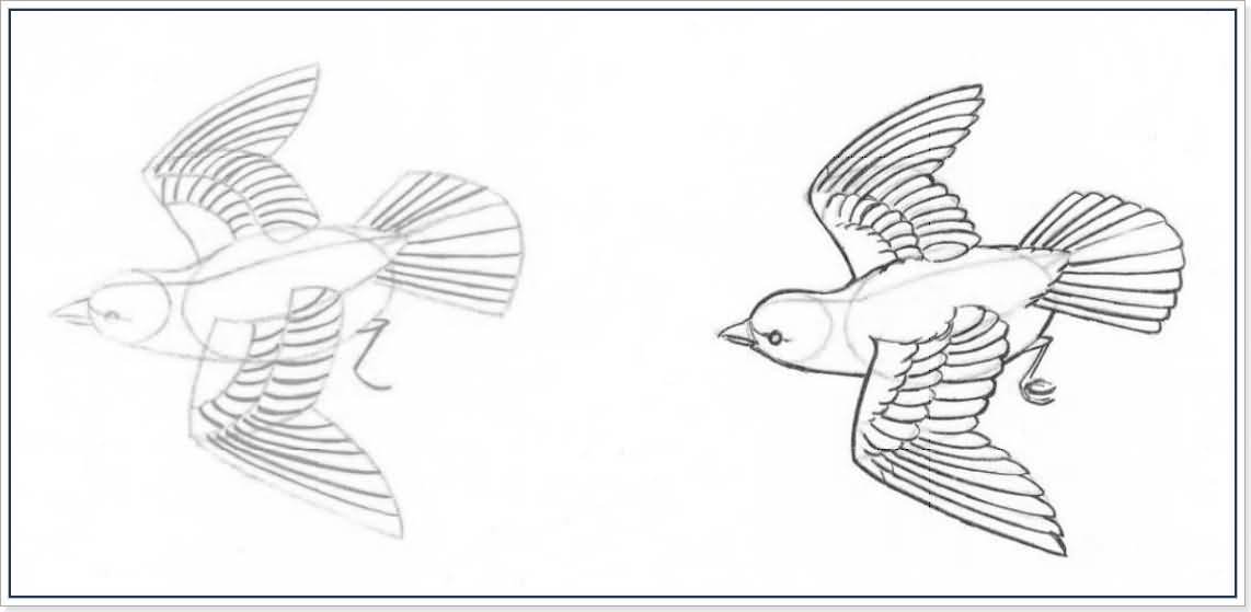 Как рисовать птицу карандашом